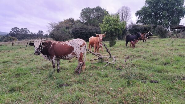 Nguni Cattles for Sale