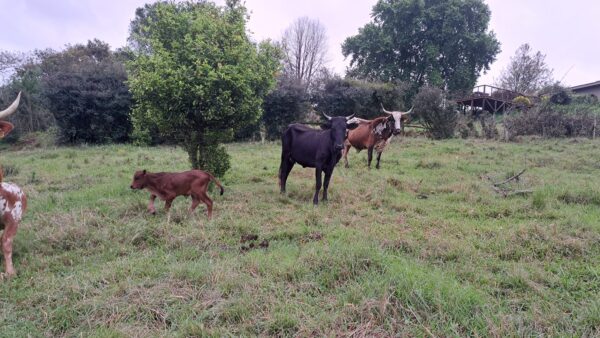 Nguni Cattles for Sale