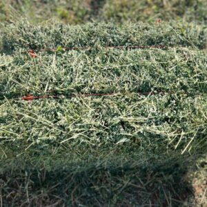 Alfalfa Hay Bales For Sale