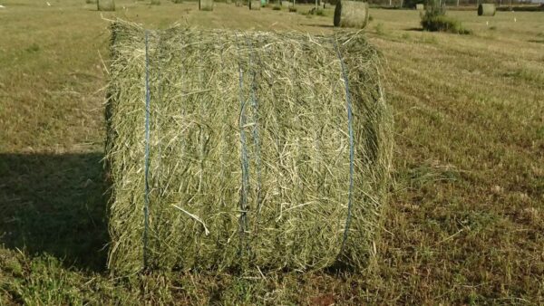 Alfalfa Hay Bales For Sale