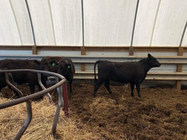 Angus Cattles For Sale