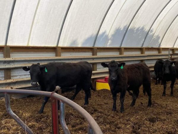 Angus Cattles For Sale