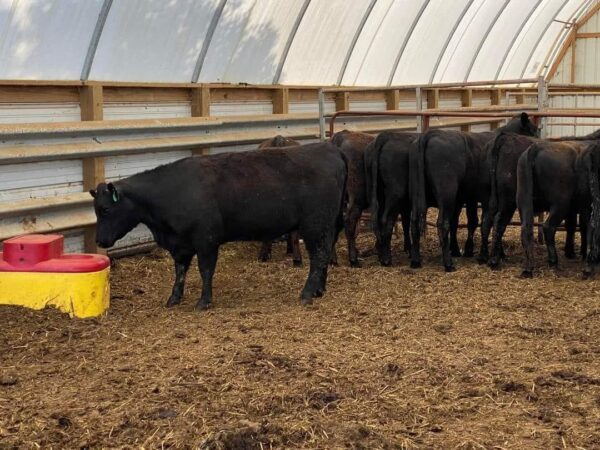 Angus Cattles For Sale