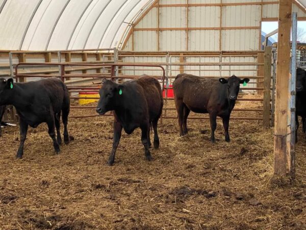 Angus Cattles For Sale