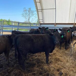 Angus Cattles For Sale