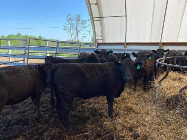 Angus Cattles For Sale